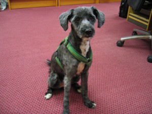 Tibet-Terrier \"Dzuna\" nach dem Hundefrisör.