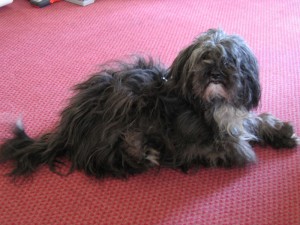 Tibet-Terrier \"Dzuna\" vor dem Hundefrisör.