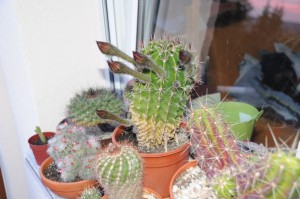 Kaktus mit fünf Blüten