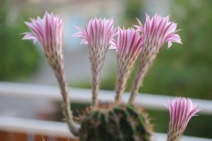 Kaktus mit geöffneten Blüten