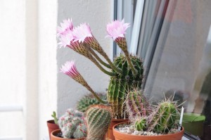 Kaktus mit geöffneten Blüten