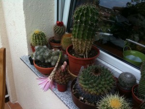 Kaktus mit abgebrochener Blüte
